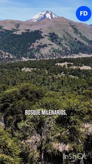 Te invito a explorar un lugar que pocos conocen.

Este será un viaje a los valles secretos de Lonquimay,
en plena Araucanía Andina.

Recorreremos estos territorios junto a comunidades pehuenches, quienes han habitado estos territorios por generaciones.

Ellos nos abrirán las puertas a sus tierras, para conocer los valles de Kutrao, Pehuenco y Mitrauquen.

Esto no es turismo.

Es una experiencia para recorrer y disfrutar la soledad, el silencio,  la desconexión digital y sorprenderse con el color del otoño. 

 ➡️ 22 al 26 ABRIL

👉 Sólo 9 cupos disponibles.

✅️ Desde $890.000

Toda la información en www.franciscodominguez.cl 

O por mensaje!!.