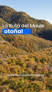 A sólo dos horas de Santiago existen lugares donde el otoño y el silencio son protagonistas.

Del 21 al 23 de mayo, vamos a la Cordillera del Maule para recorrer dos Parques que, en esta época, se transforman en un cuadro vivo: 

- Santuario Alto Huemul.
- Parque Cuenca Andina.

Pero esta no es solo una expedición de paisajes. 

Será un viaje al corazón del Chile campestre de la Zona Central. 

Regresaremos por la "Ruta Huasa", visitando pueblos que parecen detenidos en el tiempo:
 
Doñihue, Zúñiga,Quinta de Tilcoco.

Calles con alamedas añosas,

Casas de adobe

Y ese sabor a campo chileno.

¿Qué buscamos en este viaje?

✨ Recolectar momentos de quietud.
✨ Fotografiar los colores del otoño.
✨ Compartir un buen picnic bajo el bosque, y recorrrer un poco en torno a la arquitectura y cultura del campo.

⚠️ CUPOS LIMITADOS (Máximo 8 cupos).

👇 Comenta "MAULE" y te envío por privado todo el itinerario y detalles.

Información también, en :

www.franciscodominguez.cl
#SlowTravel #OtoñoEnChile #AltoHuemul #CuencaAndina #FotografiaDeAutor #ChileCentral #TurismoConSentido
