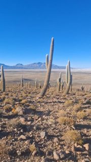Esta vez, el viento es la música de fondo...nada más.
Bosque de cactus cardón, frente al Salar de Coipasa, Altiplano de Tarapacá.
08AGO.2026