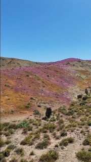 Un breve sobrevuelo ayer en la zona de Ligas Negras, al sur de Caldera.
El color del Desierto Florido cambia según la posición del sol y cómo la luz incide en las flores.
Aquí fué al mediodía.
16OCT.2026