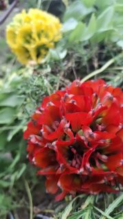 Hoy fué nuestro último dia explorando el Desierto Florido
Y vimos, la garra de león en versión roja, amarilla y naranja.
Las 3, en la misma quebrada.