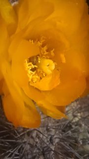 Dia 1 del viaje a Atacama, por quebradas, dunas, y paisajes.
Recorrimos sectores donde no había nadie mas que nosotros, disfrutamos de los detalles de flores escondidas entre rocas y paisajes del desierto.